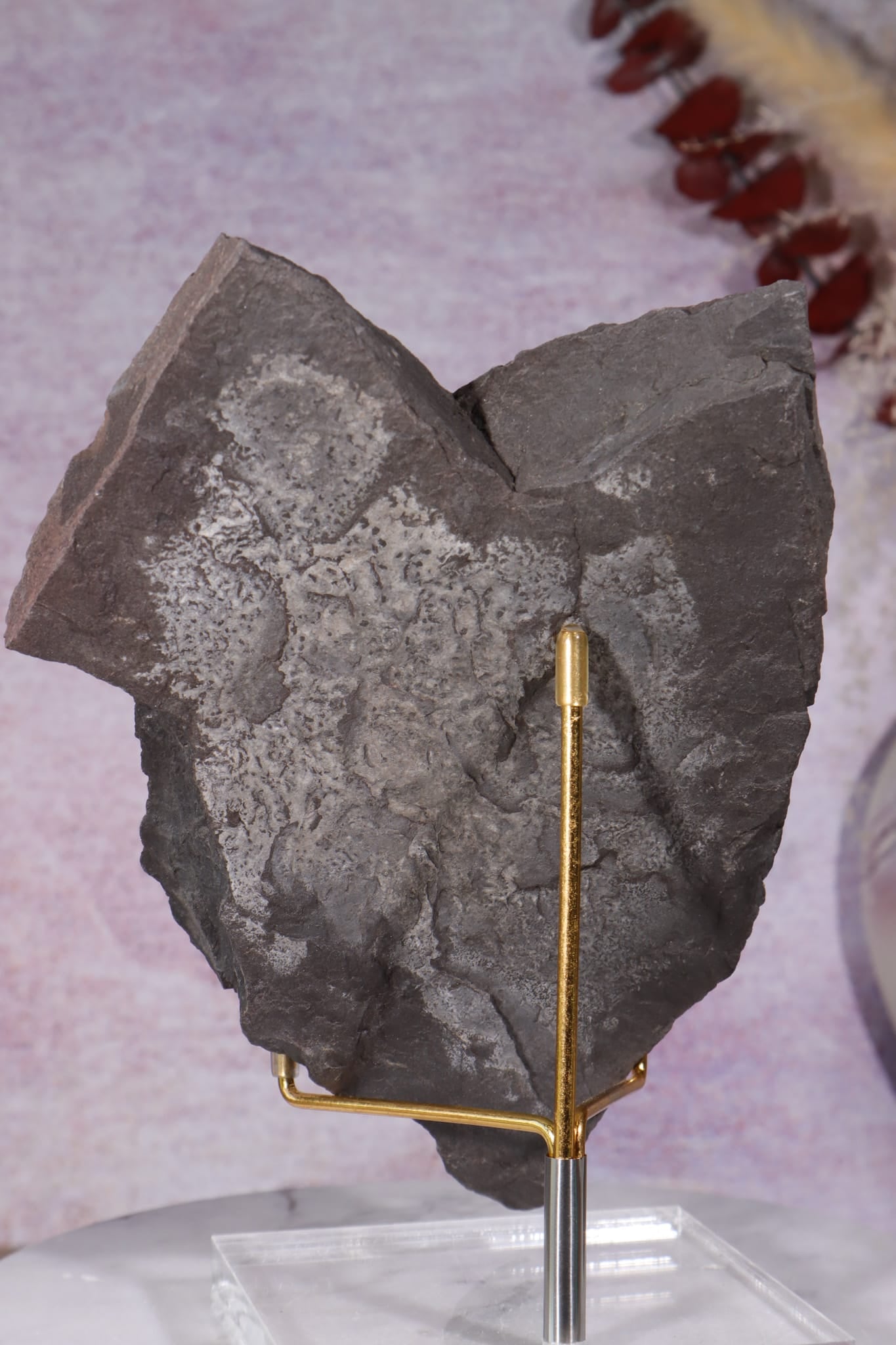 Fern Fossil Specimen, USA 17cm Fossil Tali & Loz Crystals