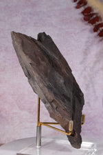 Fern Fossil Specimen, USA 17cm Fossil Tali & Loz Crystals