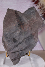 Fern Fossil Specimen, USA 17cm Fossil Tali & Loz Crystals