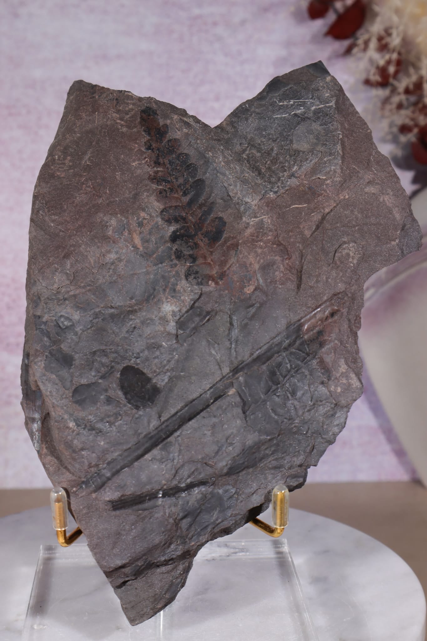 Fern Fossil Specimen, USA 17cm Fossil Tali & Loz Crystals
