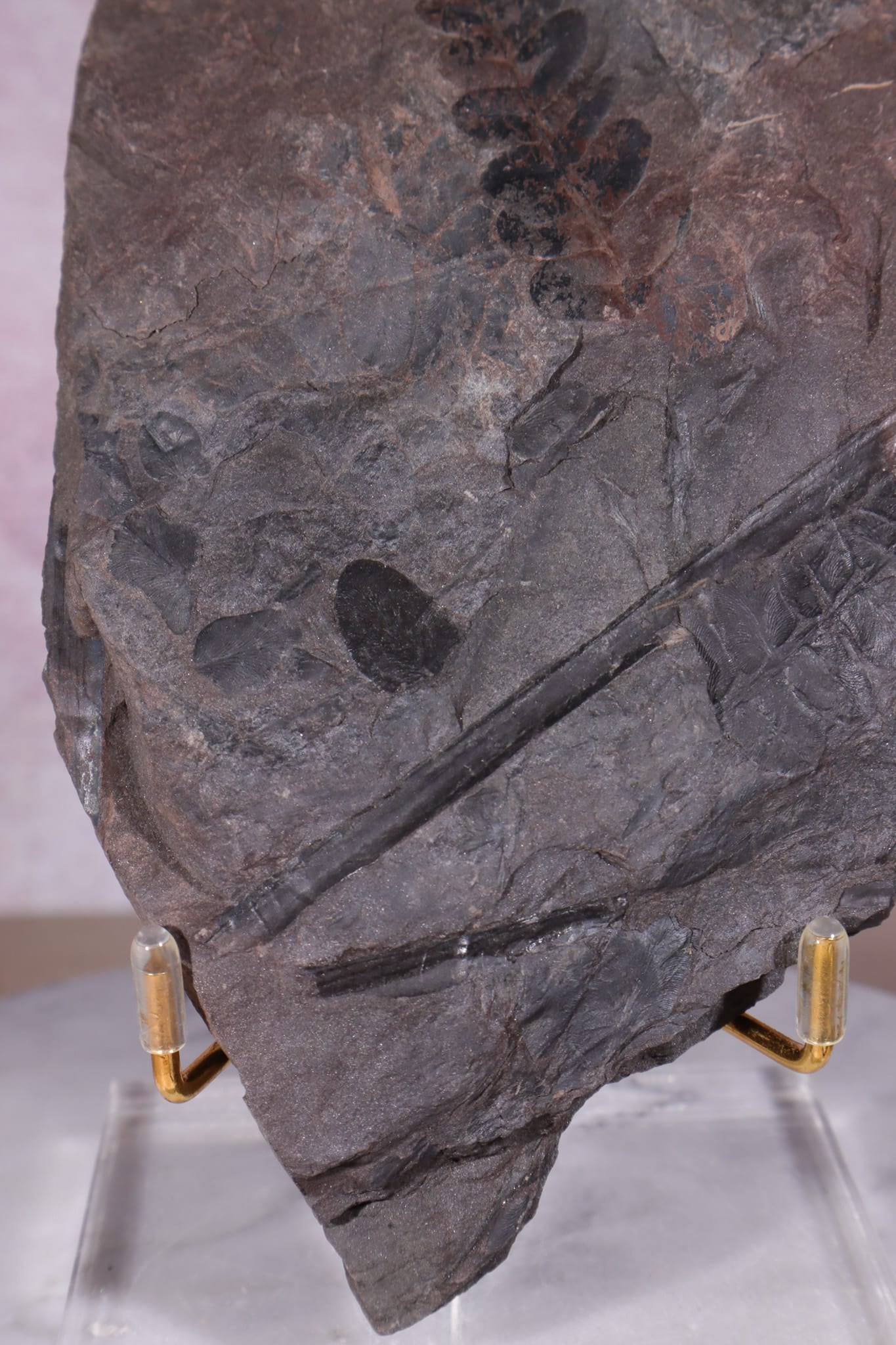 Fern Fossil Specimen, USA 17cm Fossil Tali & Loz Crystals