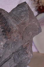 Fern Fossil Specimen, USA 17cm Fossil Tali & Loz Crystals