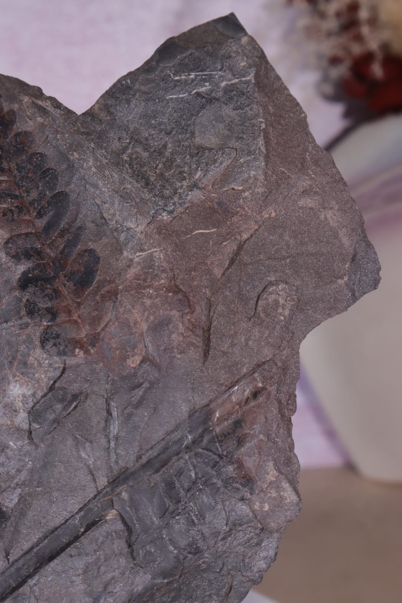 Fern Fossil Specimen, USA 17cm Fossil Tali & Loz Crystals