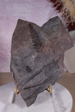 Fern Fossil Specimen, USA 17cm Fossil Tali & Loz Crystals