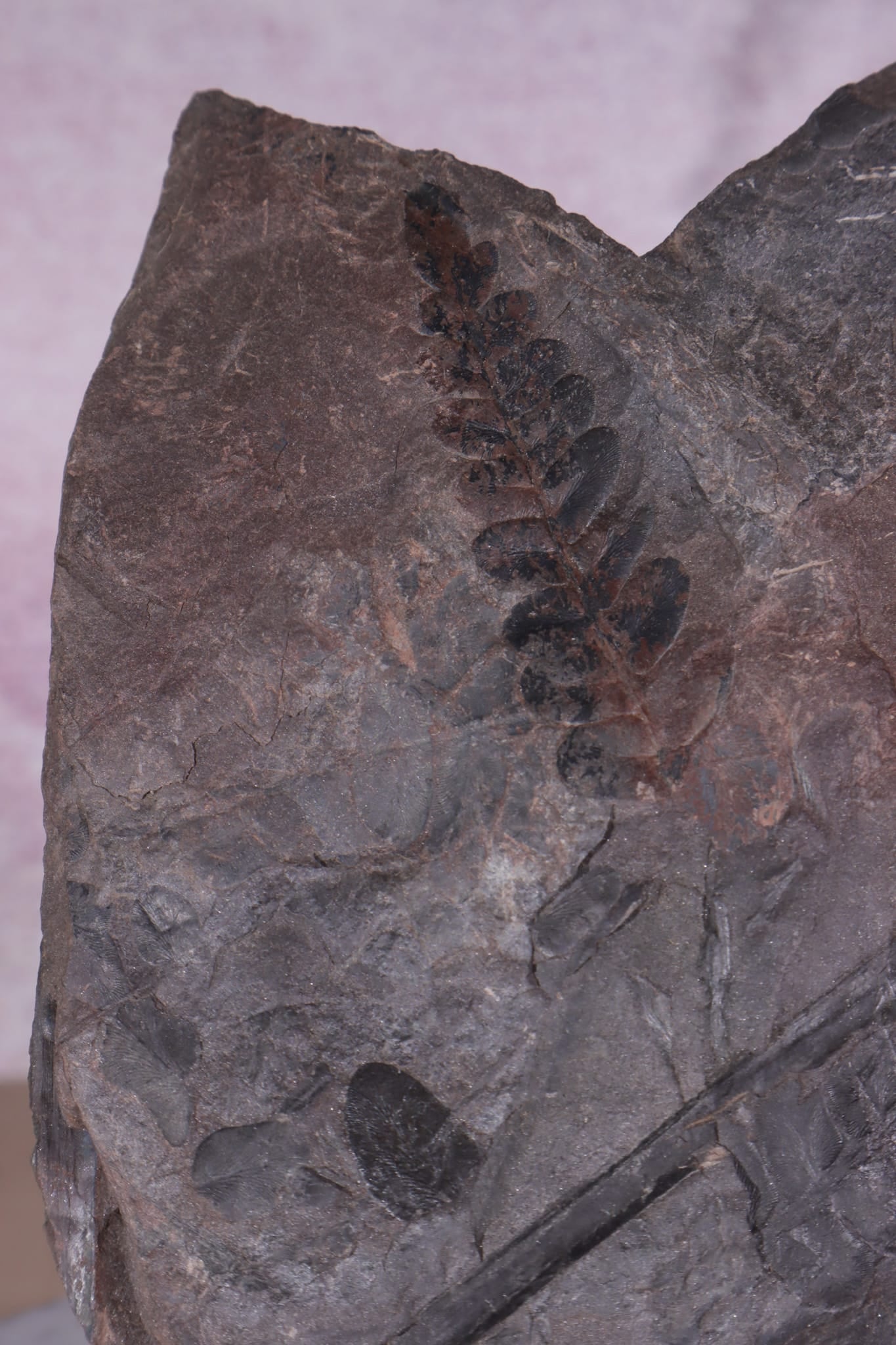 Fern Fossil Specimen, USA 17cm Fossil Tali & Loz Crystals