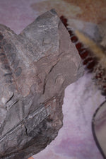 Fern Fossil Specimen, USA 17cm Fossil Tali & Loz Crystals