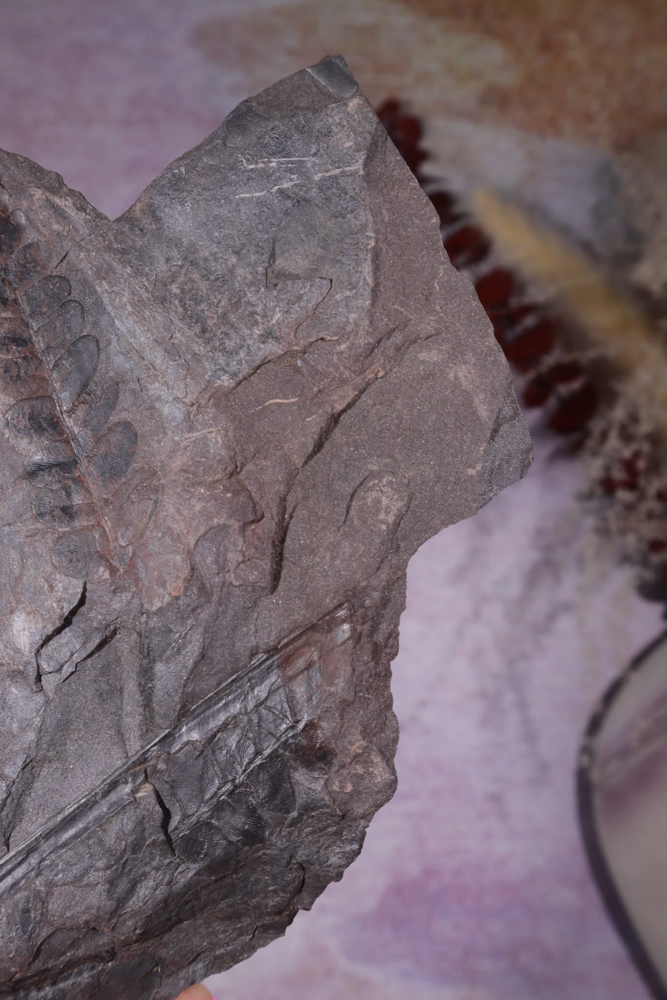 Fern Fossil Specimen, USA 17cm Fossil Tali & Loz Crystals