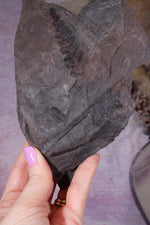 Fern Fossil Specimen, USA 17cm Fossil Tali & Loz Crystals