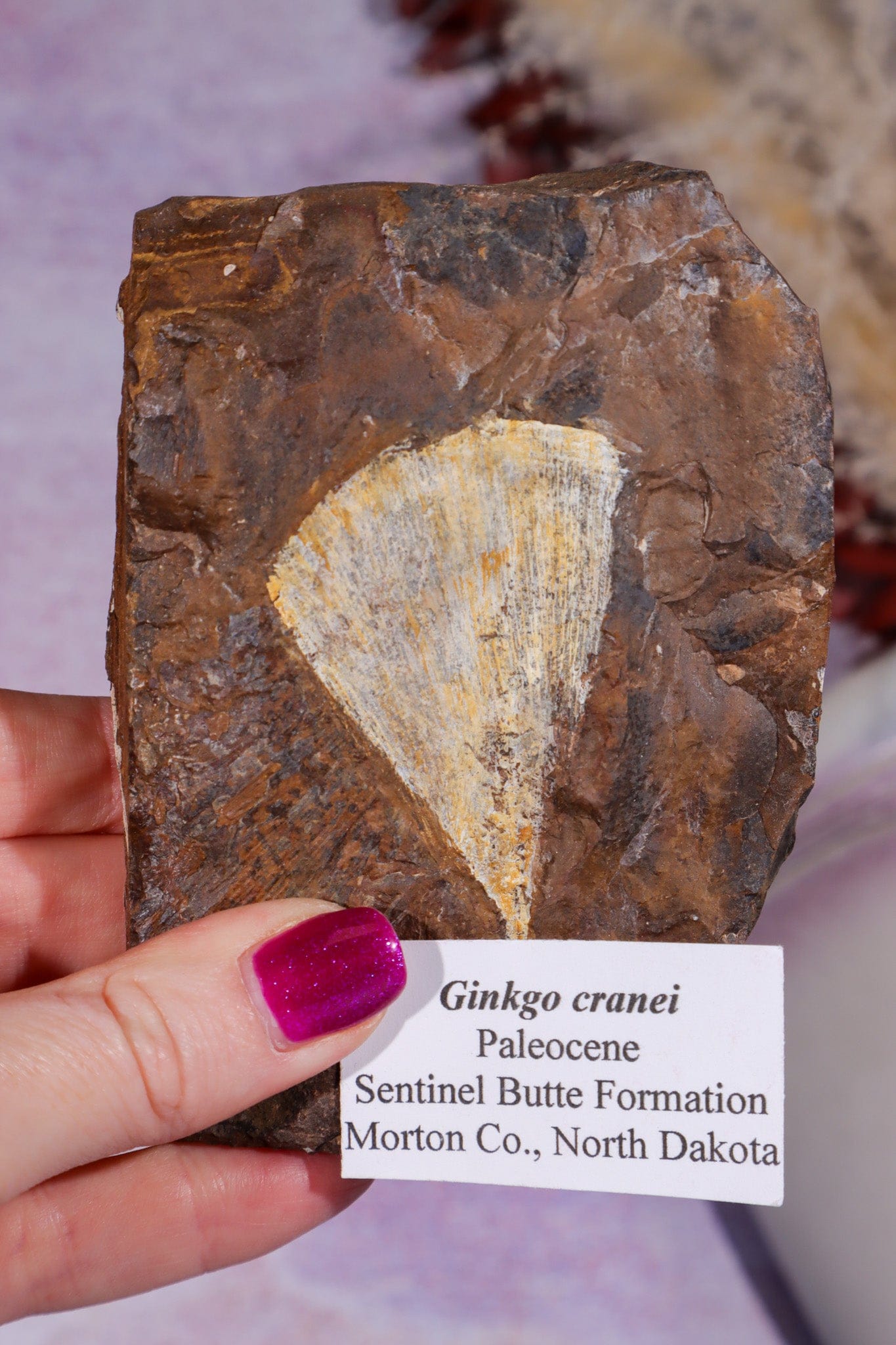 Ginkgo Leaf Fossil 10cm, North Dakota Fossil Tali & Loz Crystals