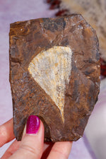 Ginkgo Leaf Fossil 10cm, North Dakota Fossil Tali & Loz Crystals