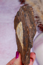 Ginkgo Leaf Fossil 10cm, North Dakota Fossil Tali & Loz Crystals