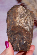 Ginkgo Leaf Fossil 10cm, North Dakota Fossil Tali & Loz Crystals