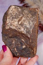 Ginkgo Leaf Fossil 10cm, North Dakota Fossil Tali & Loz Crystals