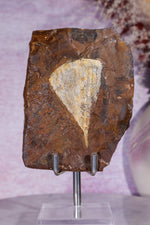 Ginkgo Leaf Fossil 10cm, North Dakota Fossil Tali & Loz Crystals