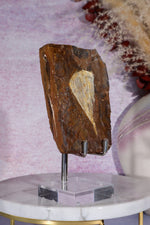 Ginkgo Leaf Fossil 10cm, North Dakota Fossil Tali & Loz Crystals