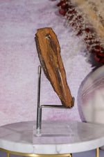 Ginkgo Leaf Fossil 10cm, North Dakota Fossil Tali & Loz Crystals