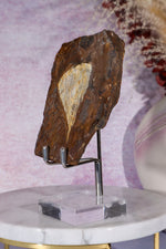 Ginkgo Leaf Fossil 10cm, North Dakota Fossil Tali & Loz Crystals