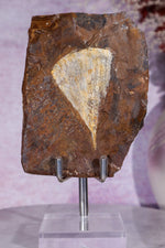 Ginkgo Leaf Fossil 10cm, North Dakota Fossil Tali & Loz Crystals