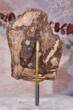 Ginkgo Leaf Fossil 10x7cm, Sold As Seen Fossil Tali & Loz Crystals