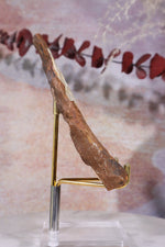 Ginkgo Leaf Fossil 10x7cm, Sold As Seen Fossil Tali & Loz Crystals