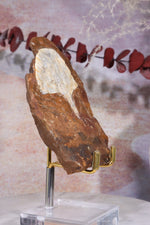 Ginkgo Leaf Fossil 10x7cm, Sold As Seen Fossil Tali & Loz Crystals