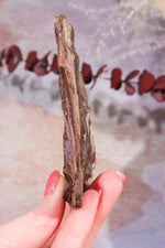 Ginkgo Leaf Fossil 10x7cm, Sold As Seen Fossil Tali & Loz Crystals