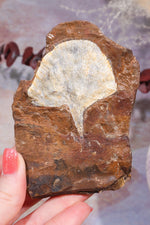 Ginkgo Leaf Fossil 10x7cm, Sold As Seen Fossil Tali & Loz Crystals