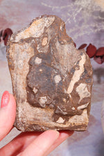 Ginkgo Leaf Fossil 10x7cm, Sold As Seen Fossil Tali & Loz Crystals