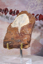 Ginkgo Leaf Fossil 10x7cm, Sold As Seen Fossil Tali & Loz Crystals