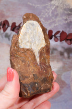 Ginkgo Leaf Fossil 10x7cm, Sold As Seen Fossil Tali & Loz Crystals