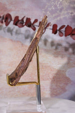 Ginkgo Leaf Fossil 10x7cm, Sold As Seen Fossil Tali & Loz Crystals