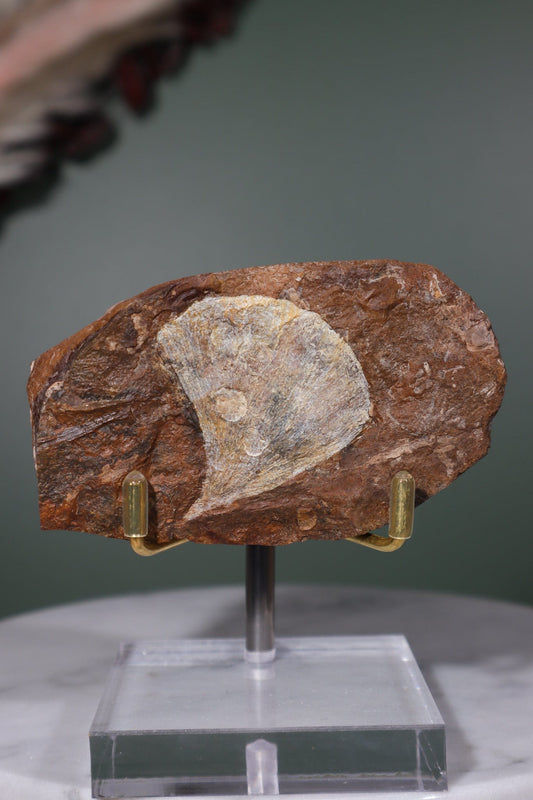 Ginkgo Leaf Fossil 8.5x5cm Fossil Tali & Loz Crystals