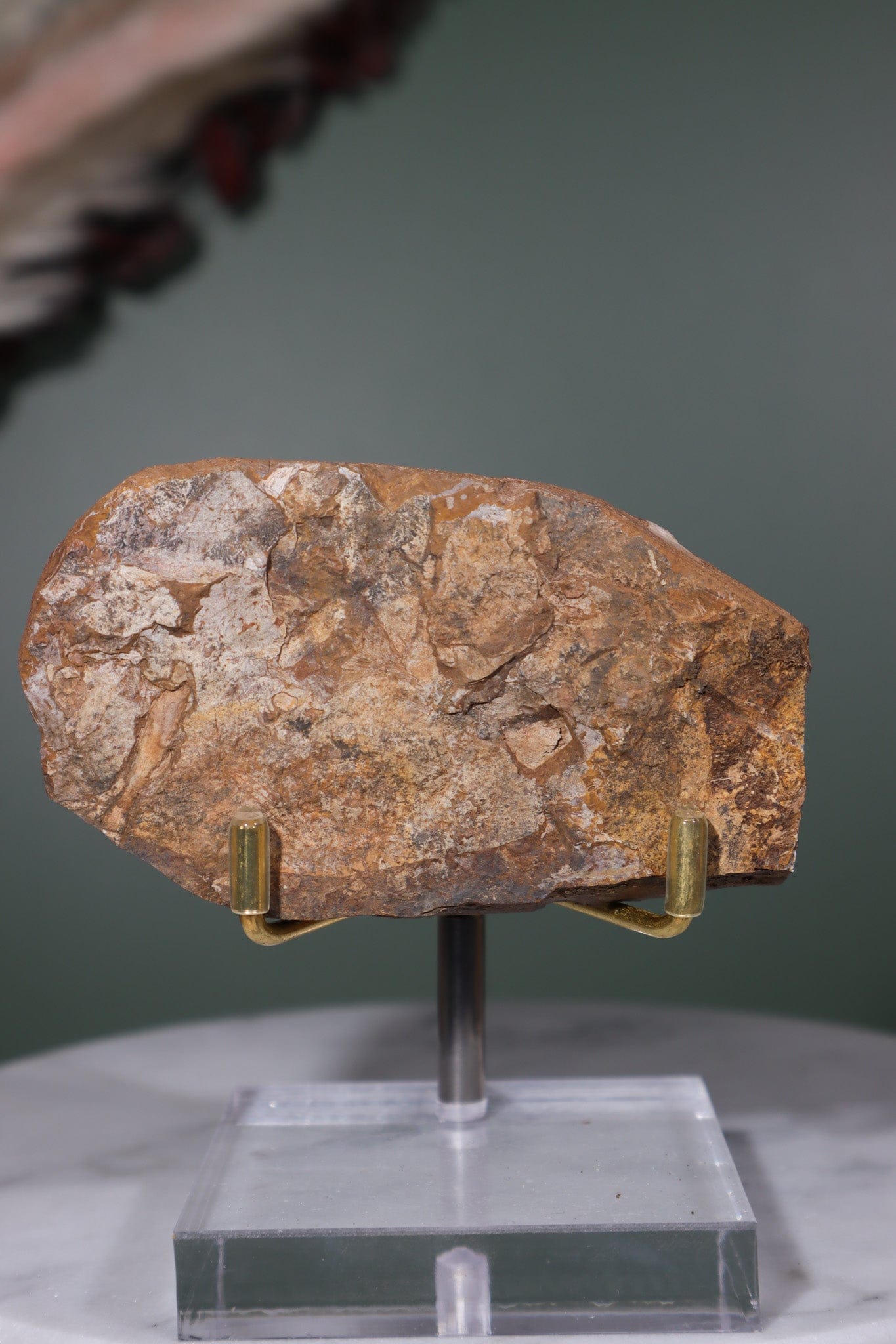 Ginkgo Leaf Fossil 8.5x5cm Fossil Tali & Loz Crystals