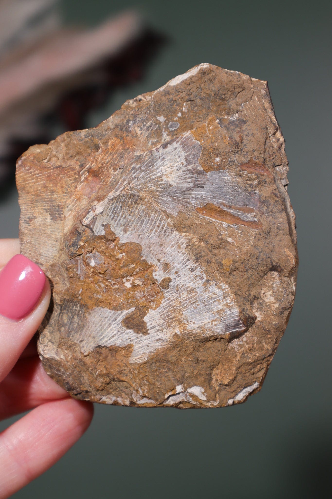 Ginkgo Leaf Fossil 8x6cm Fossil Tali & Loz Crystals