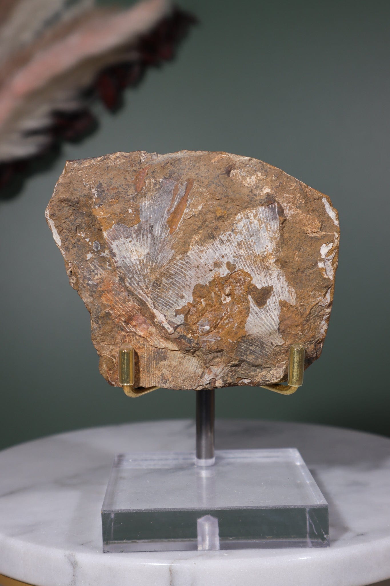 Ginkgo Leaf Fossil 8x6cm Fossil Tali & Loz Crystals
