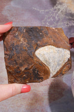 Ginkgo Leaf Fossil 8x9.5xcm, Sold As Seen Fossil Tali & Loz Crystals