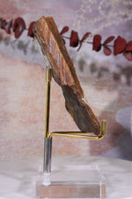 Ginkgo Leaf Fossil 8x9.5xcm, Sold As Seen Fossil Tali & Loz Crystals