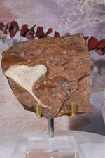 Ginkgo Leaf Fossil 9x9.5xcm, Sold As Seen Fossil Tali & Loz Crystals