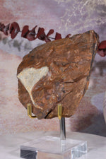 Ginkgo Leaf Fossil 9x9.5xcm, Sold As Seen Fossil Tali & Loz Crystals