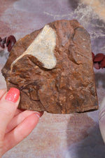 Ginkgo Leaf Fossil 9x9.5xcm, Sold As Seen Fossil Tali & Loz Crystals
