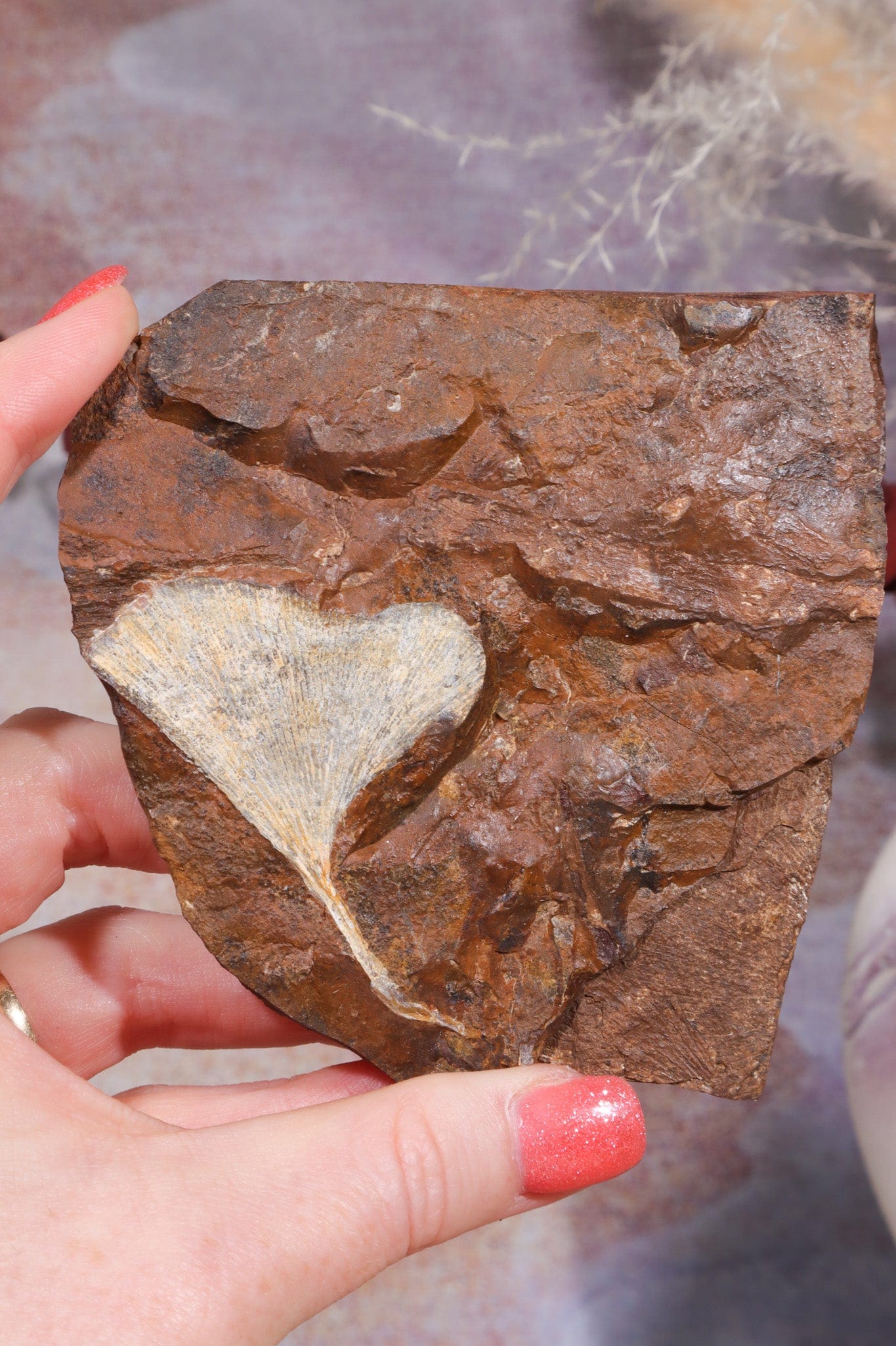 Ginkgo Leaf Fossil 9x9.5xcm, Sold As Seen Fossil Tali & Loz Crystals