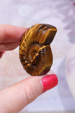 Golden Tigers Eye Ammonites | Intuitively Chosen Carving Tali & Loz