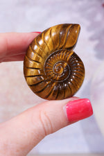 Golden Tigers Eye Ammonites | Intuitively Chosen Carving Tali & Loz