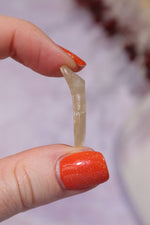 Libyan Desert Glass Tektite 1.46gr A-Grade Tektites Tali & Loz Crystals