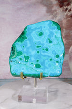 Malacholla Slab 10cm Slabs Tali & Loz Crystals