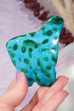 Malacholla Slab 8.5cm Slabs Tali & Loz Crystals