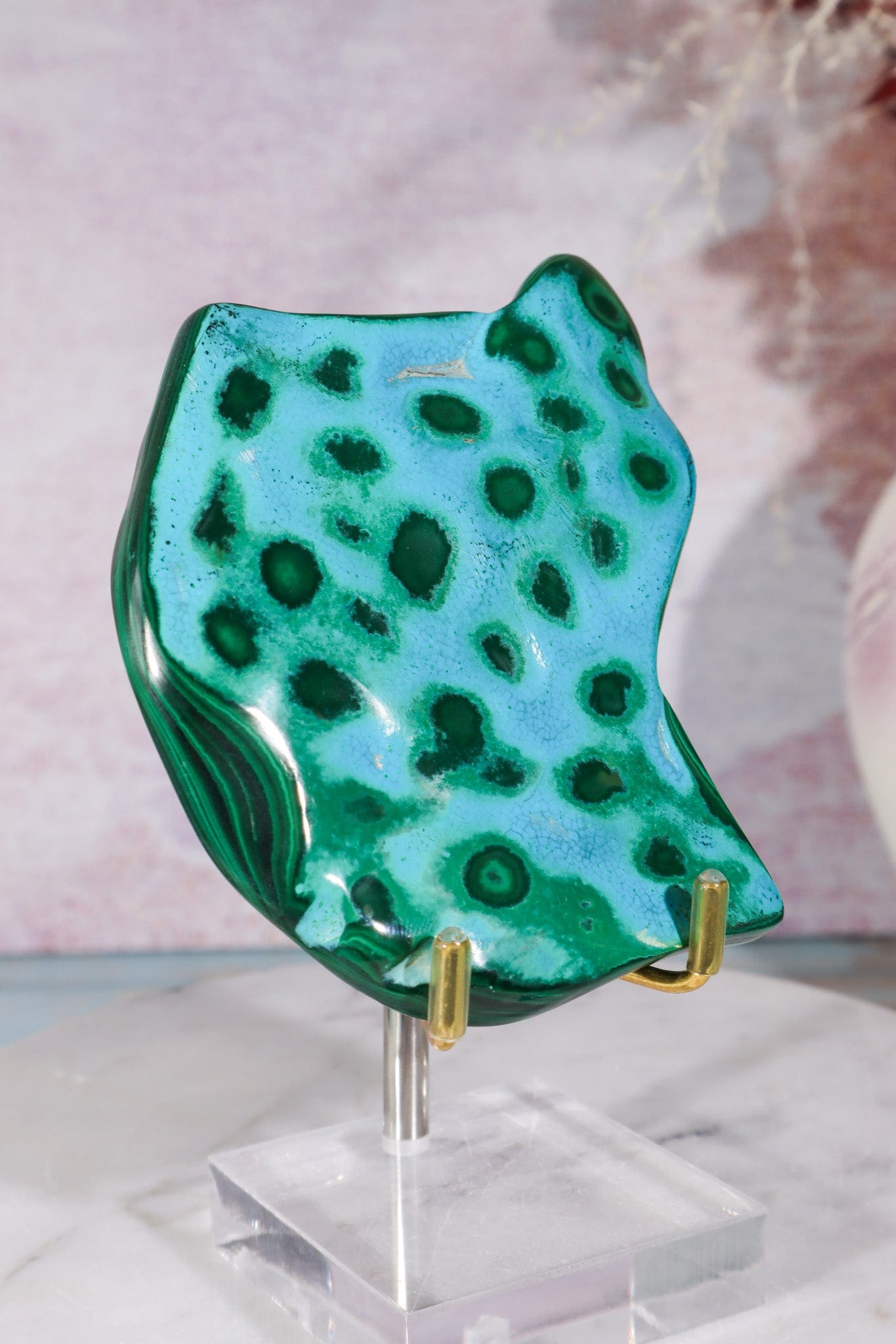 Malacholla Slab 9cm Slabs Tali & Loz Crystals