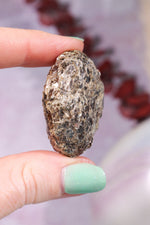 Marcasite Nodules 3cm Minerals Tali & Loz Crystals