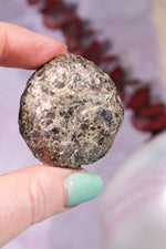 Marcasite Nodules 3cm Minerals Tali & Loz Crystals