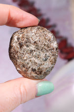 Marcasite Nodules 3cm Minerals Tali & Loz Crystals